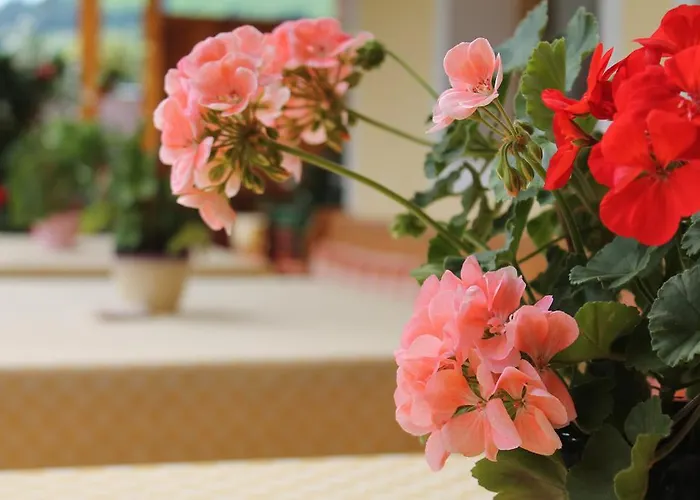 فندق Sonne نيديراو